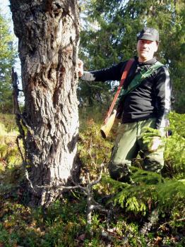 Stor sälg högt upp i fjällkanten