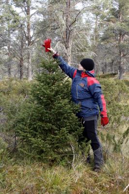 Blivande julgran?