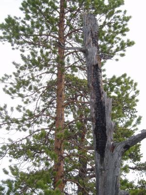 Brandljud i  torrtall