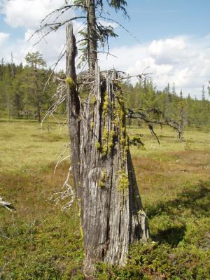 varglavsstubbe