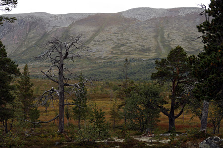 Utsikt mot Nipfjället från Uggarna.