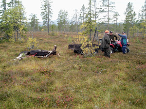 Snart är älgen lastad och på väg hemåt