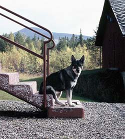 Taiga tar en vilopaus på trappen!