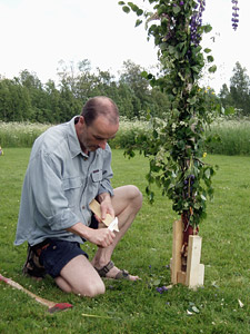 Midsommarstången stagas