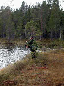 Björn har fastnat i en tall